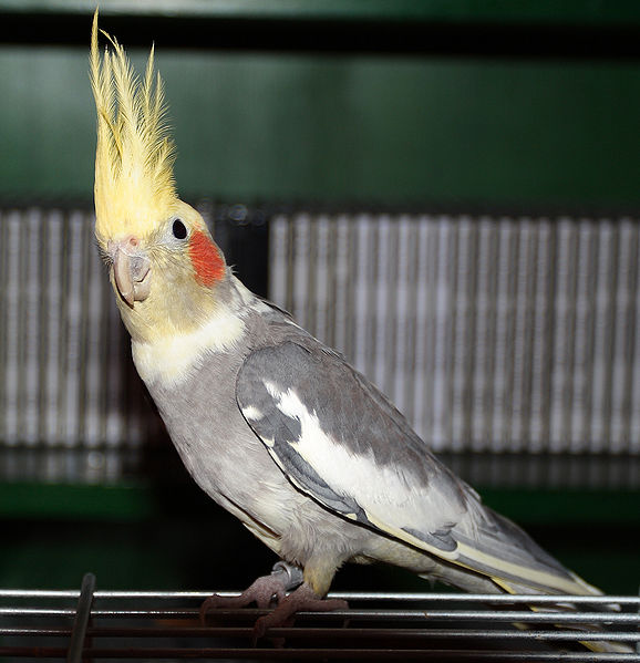 578px-Cockatiel-Rico-001